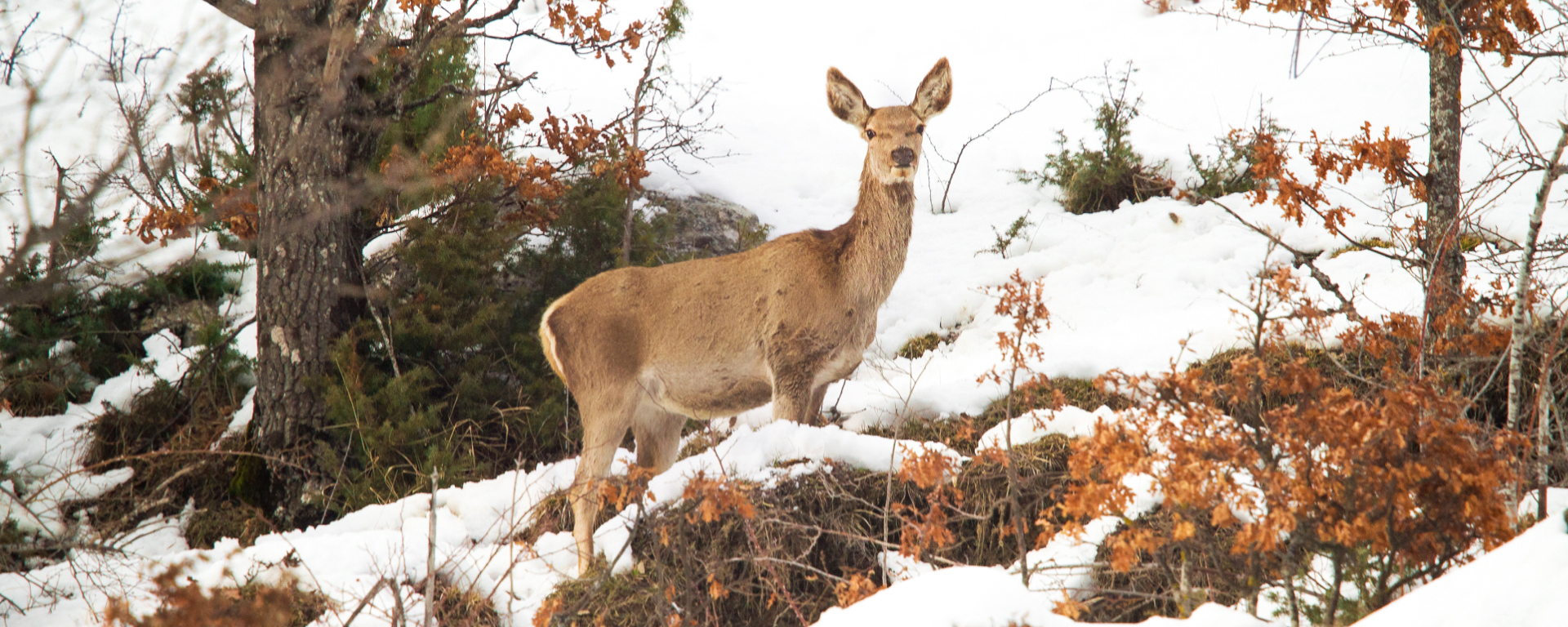 I parchi nella neve